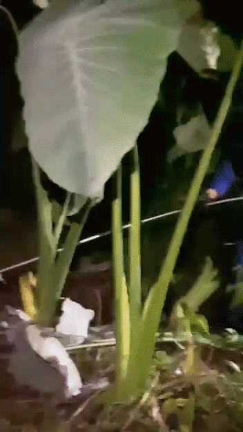 Con trăn lảng vảng trong vườn và cảnh tượng đáng sợ ngay sau đó - Ảnh 1. Con trăn lảng vảng trong vườn và cảnh tượng đáng sợ ngay sau đó - Ảnh 1.