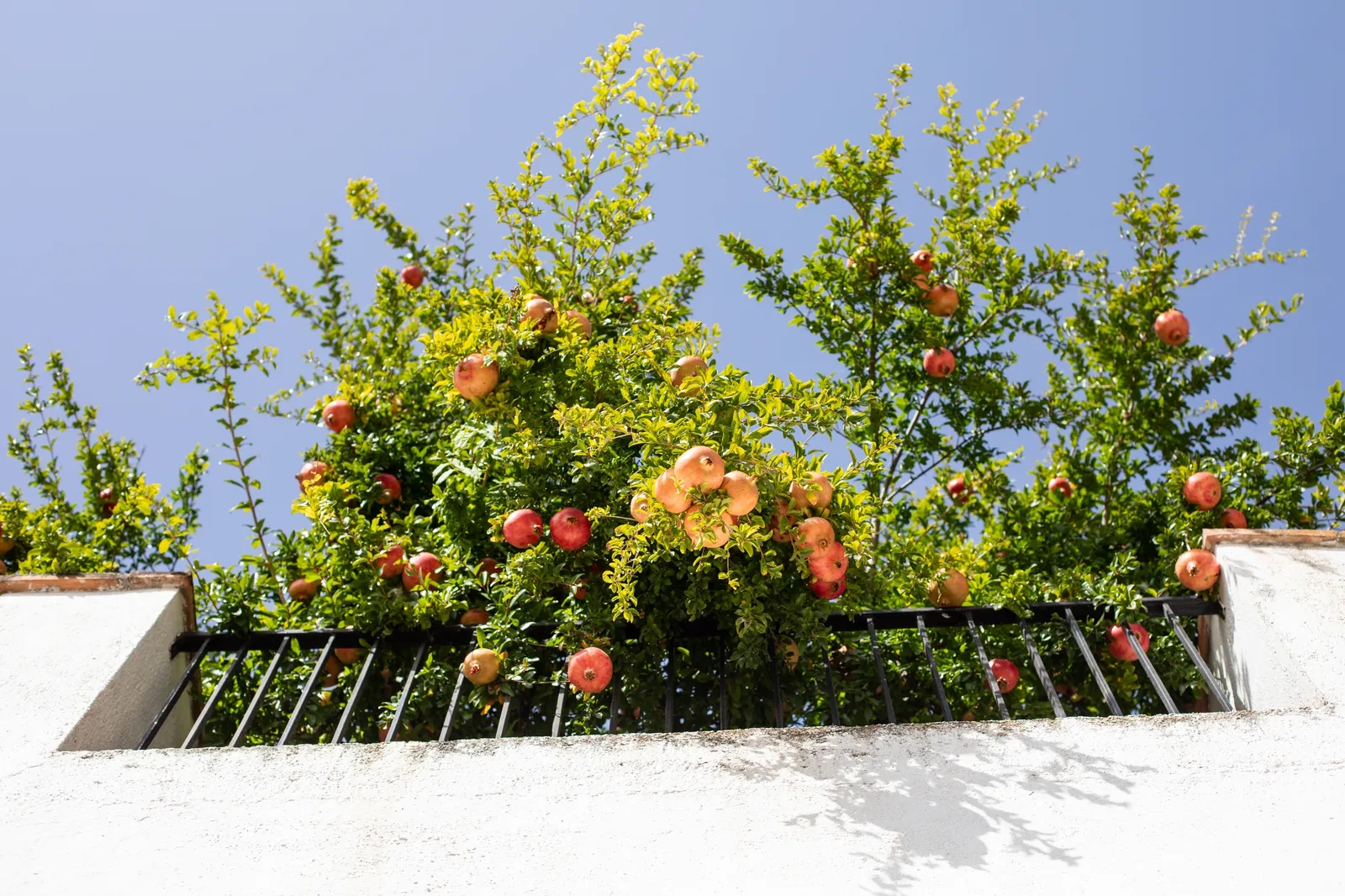 7 loại c&acirc;y ăn quả c&oacute; thể trồng ở ban c&ocirc;ng: Vừa đẹp mắt, vừa c&oacute; tr&aacute;i sạch cho cả gia đ&igrave;nh - Ảnh 5.