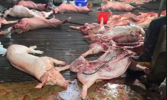 Khởi tố Chủ tịch, Tổng Gi&aacute;m đốc, Gi&aacute;m đốc, Kế to&aacute;n, Trưởng ph&ograve;ng, đăng kiểm vi&ecirc;n, c&aacute;n bộ th&uacute; y, m&ocirc;i trường...- Ảnh 9.