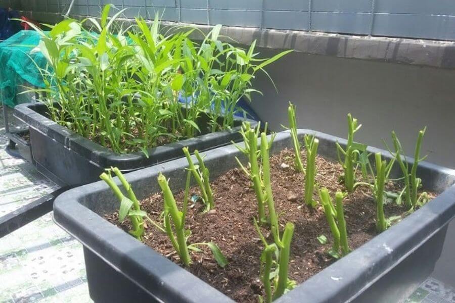 3 loại rau n&ecirc;n trồng ngay b&acirc;y giờ: Sống khỏe, 20 ng&agrave;y c&oacute; rau sạch ăn liền - Ảnh 1.