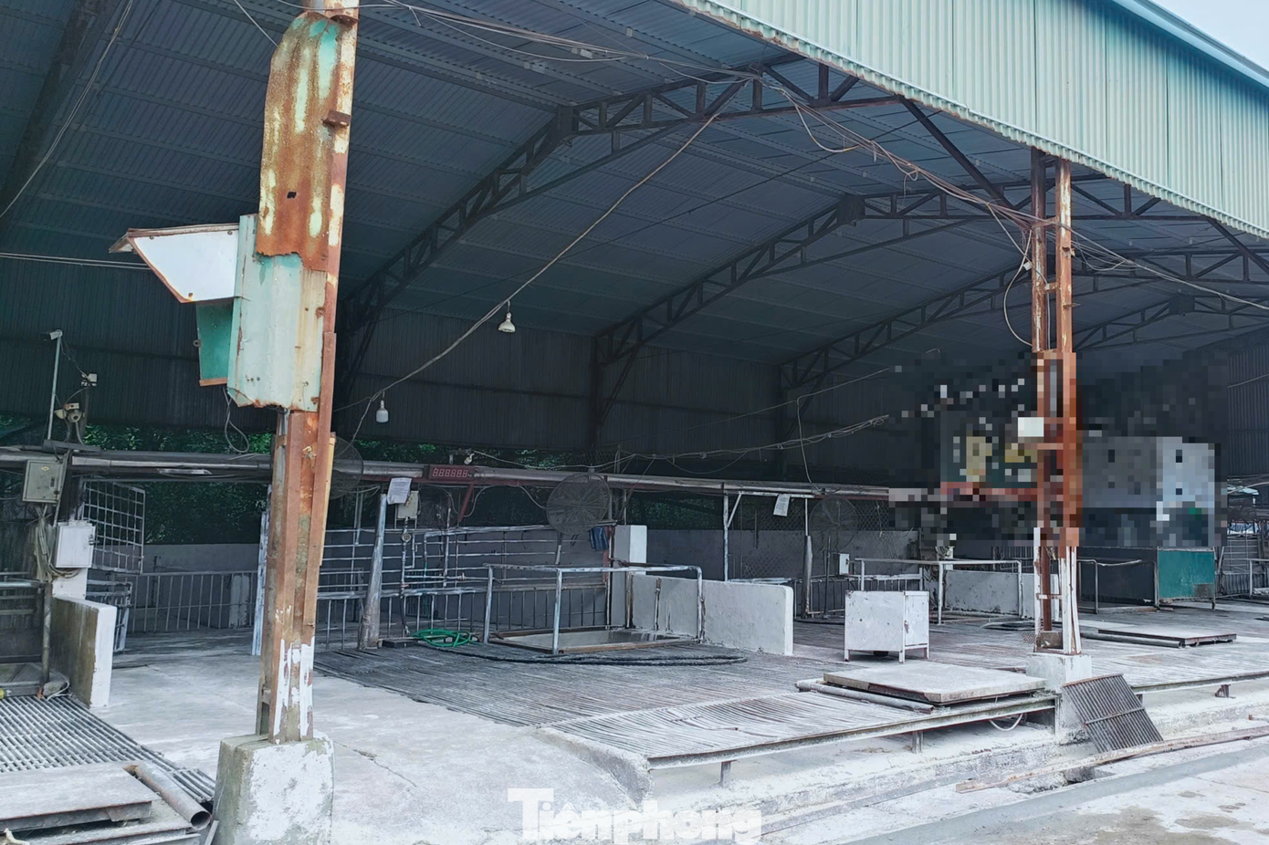 L&ograve; mổ lợn bệnh ở H&agrave; Nội bị ph&aacute;t hiện ti&ecirc;u thụ gần 300 tấn thịt kh&ocirc;ng an to&agrave;n - Ảnh 1.