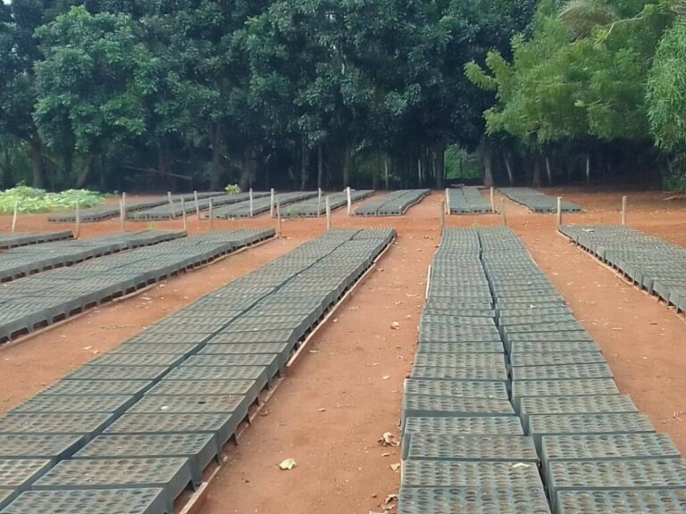 - Ảnh 1. - Ảnh 1.