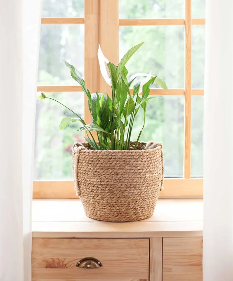 5 loại c&acirc;y cảnh kh&ocirc;ng n&ecirc;n mua kẻo ph&iacute; tiền, ph&iacute; sức - Ảnh 4.