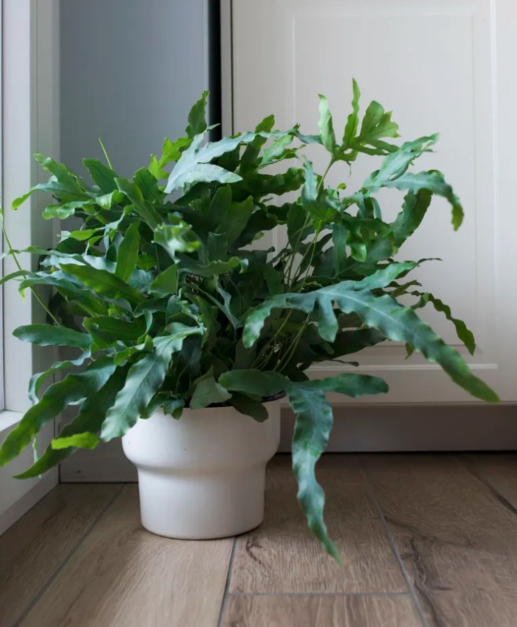 5 loại c&acirc;y cảnh kh&ocirc;ng n&ecirc;n mua kẻo ph&iacute; tiền, ph&iacute; sức - Ảnh 2.