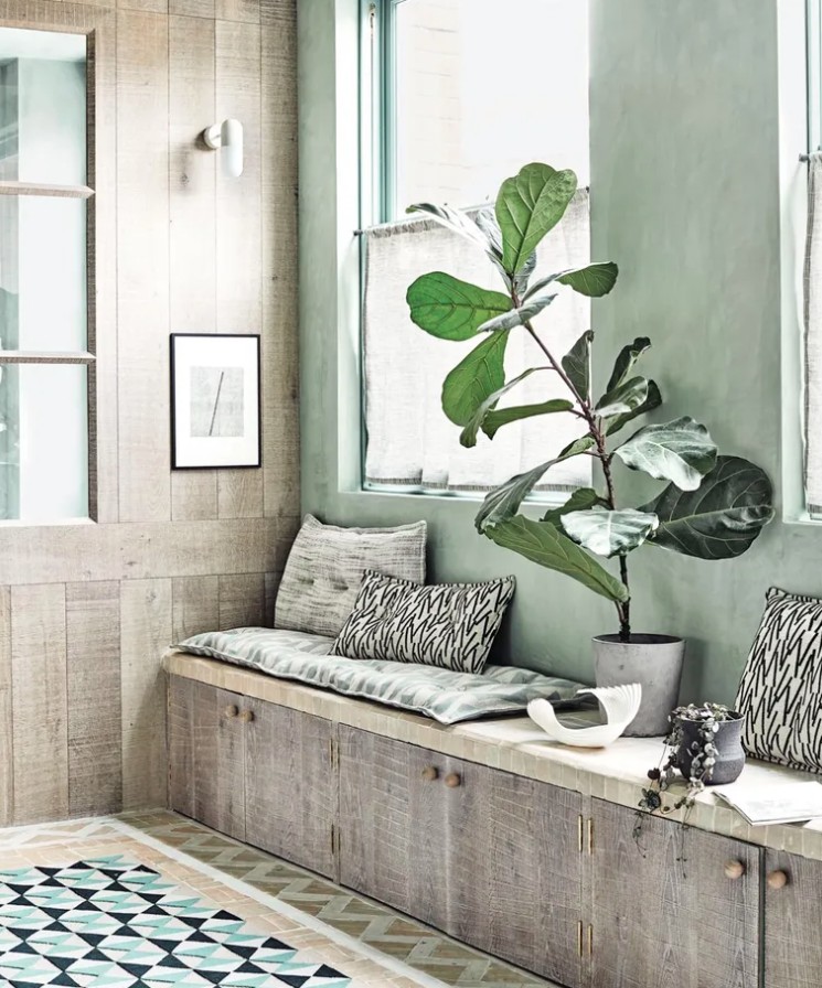 5 loại c&acirc;y cảnh kh&ocirc;ng n&ecirc;n mua kẻo ph&iacute; tiền, ph&iacute; sức - Ảnh 1.