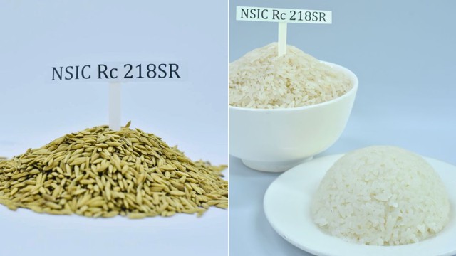 Giống l&uacute;a ĐN&Aacute; ngon h&agrave;ng đầu thế giới, mang đặc t&iacute;nh "qu&yacute; hơn v&agrave;ng": Vị thế ra sao so với ST25? - Ảnh 1.