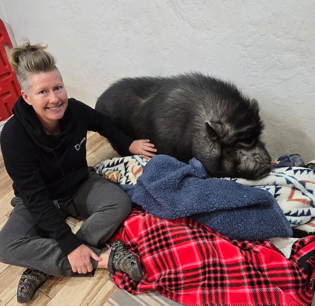 C&uacute; lừa thế kỷ: C&oacute; lẽ kh&ocirc;ng c&oacute; kh&aacute;i niệm gọi l&agrave; "lợn mini" v&agrave; những người nu&ocirc;i nhận ra điều n&agrave;y qu&aacute; trễ- Ảnh 3.