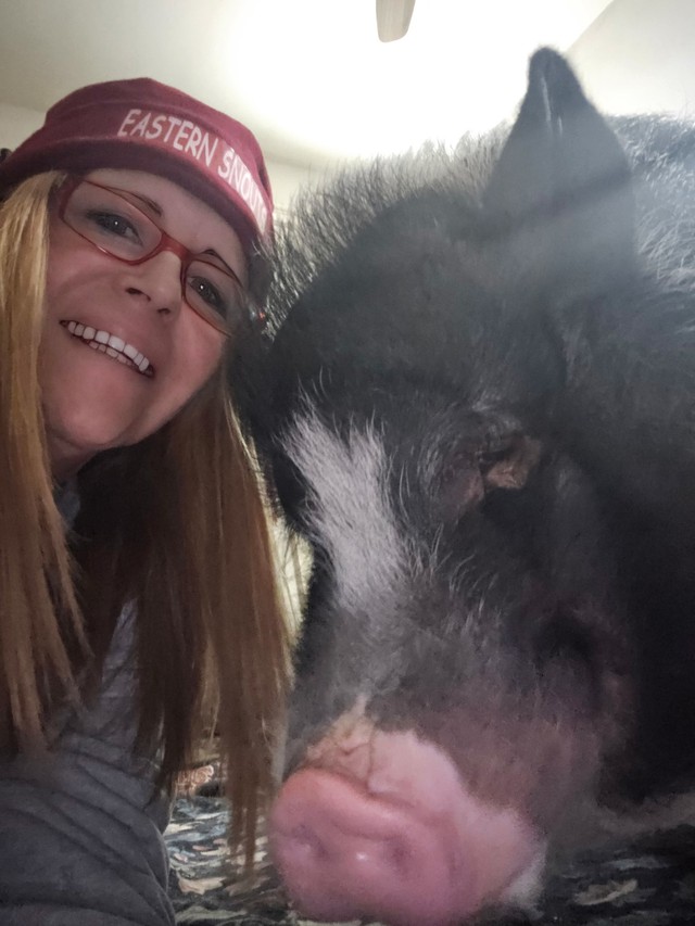 C&uacute; lừa thế kỷ: C&oacute; lẽ kh&ocirc;ng c&oacute; kh&aacute;i niệm gọi l&agrave; "lợn mini" v&agrave; những người nu&ocirc;i nhận ra điều n&agrave;y qu&aacute; trễ- Ảnh 5.