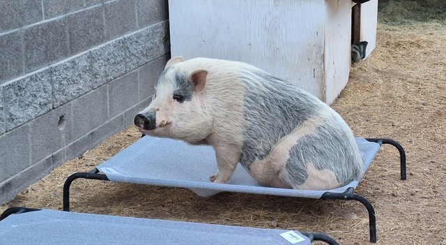 C&uacute; lừa thế kỷ: C&oacute; lẽ kh&ocirc;ng c&oacute; kh&aacute;i niệm gọi l&agrave; "lợn mini" v&agrave; những người nu&ocirc;i nhận ra điều n&agrave;y qu&aacute; trễ- Ảnh 7.