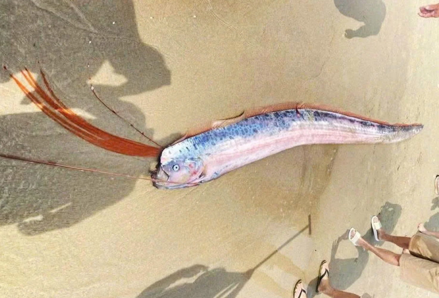 - Ảnh 1. - Ảnh 1.