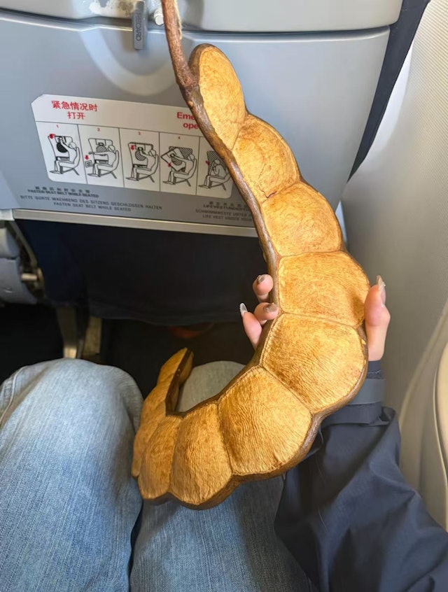 Cô gái thản nhiên quấn "con rắn" khổng lồ quanh người lên máy bay, hành khách xôn xao khi biết đó là gì - Ảnh 3.
