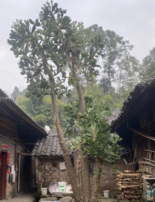 C&acirc;y xương rồng 40 năm tuổi g&acirc;y sốt mạng x&atilde; hội với h&igrave;nh dạng kỳ lạ - Ảnh 1.