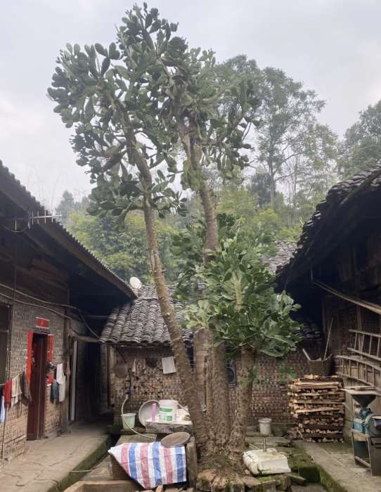 Cây xương rồng 40 năm tuổi gây sốt mạng xã hội với hình dạng kỳ lạ - Ảnh 2. Cây xương rồng 40 năm tuổi gây sốt mạng xã hội với hình dạng kỳ lạ - Ảnh 2.