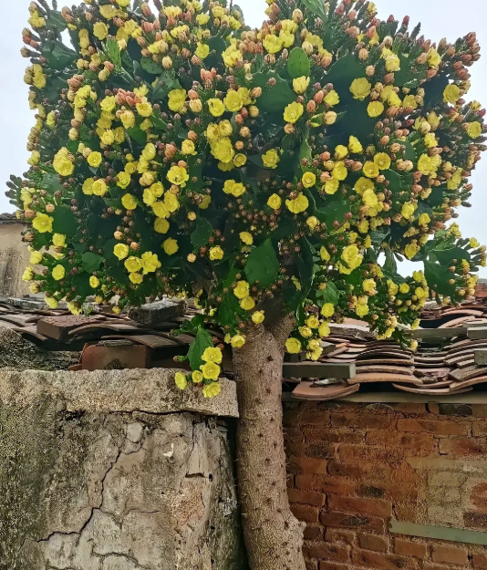 C&acirc;y xương rồng 40 năm tuổi g&acirc;y sốt mạng x&atilde; hội với h&igrave;nh dạng kỳ lạ - Ảnh 3.