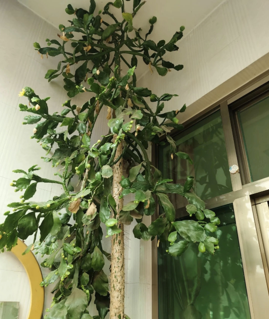 C&acirc;y xương rồng 40 năm tuổi g&acirc;y sốt mạng x&atilde; hội với h&igrave;nh dạng kỳ lạ - Ảnh 5.