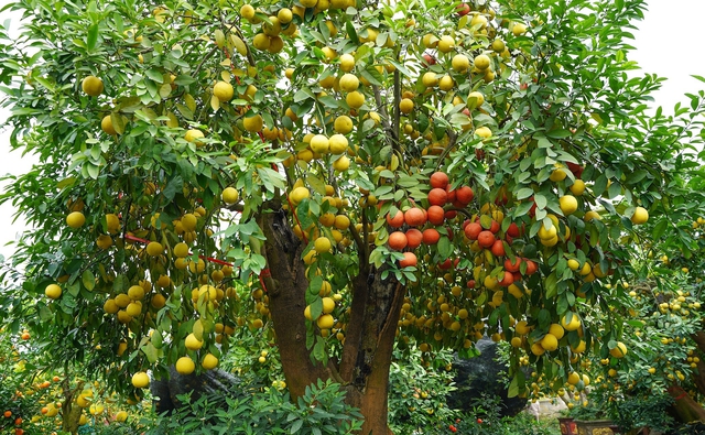Nghe t&ecirc;n loại quả n&agrave;y thấy cả "bầu trời gi&agrave;u sang": 4 m&ugrave;a đều ra hoa kết tr&aacute;i, nh&agrave; n&agrave;o trồng được th&igrave; lộc to- Ảnh 3.