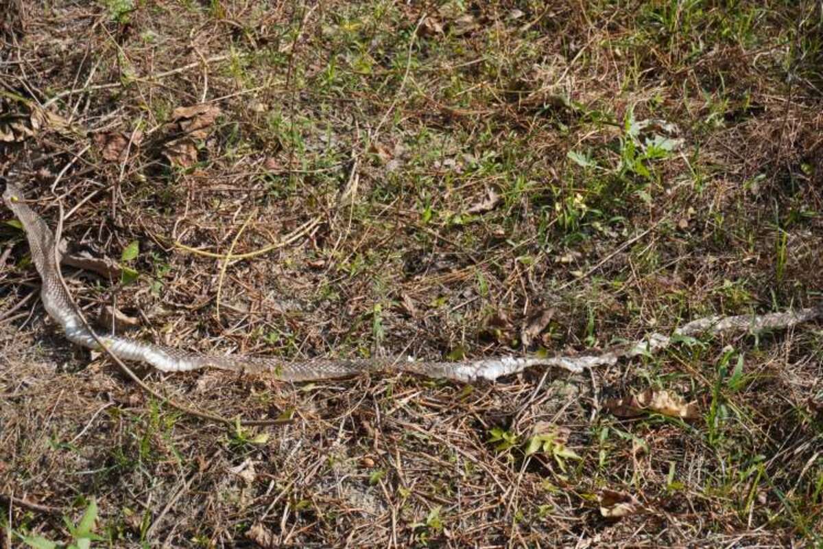 Làm thế nào để phát hiện có rắn trong vườn nhà? Chuyên gia chỉ ngay 6 dấu hiệu này - Ảnh 2.