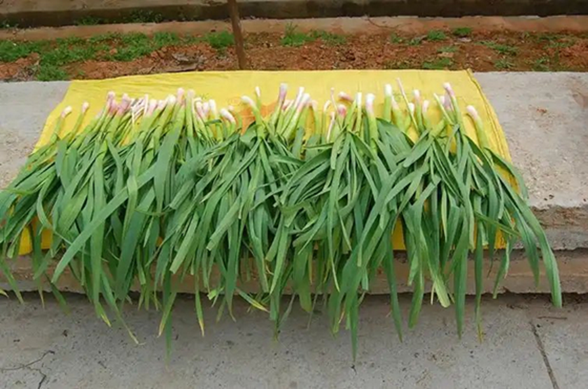 Đi chợ thấy 7 loại rau n&agrave;y phải mua ngay, cực &iacute;t thuốc trừ s&acirc;u, gi&aacute; bao nhi&ecirc;u cũng đ&aacute;ng tiền - Ảnh 1.