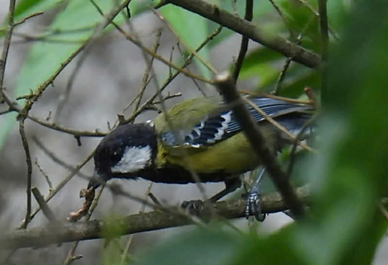 Lần đầu ph&aacute;t hiện 4 lo&agrave;i chim lạ, qu&yacute; hiếm ở Vườn quốc gia Phong Nha - Kẻ B&agrave;ng - Ảnh 3.