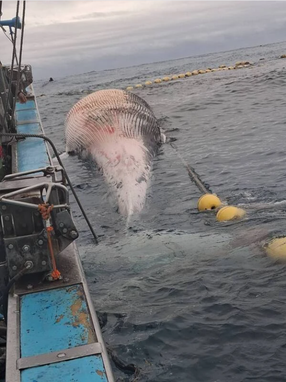 Phát hiện sinh vật khổng lồ dài hơn 15m mắc trong lưới, chuyên gia lập tức tới tận nơi: Cảnh khó tin! - Ảnh 4.