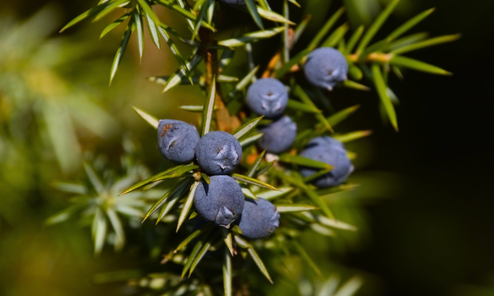 3 loại c&acirc;y đừng đặt tại ph&ograve;ng kh&aacute;ch- Ảnh 1.