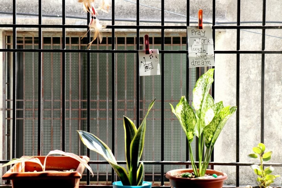 3 loại c&acirc;y đừng đặt ở ban c&ocirc;ng v&igrave; sẽ cản t&agrave;i lộc - Ảnh 1.