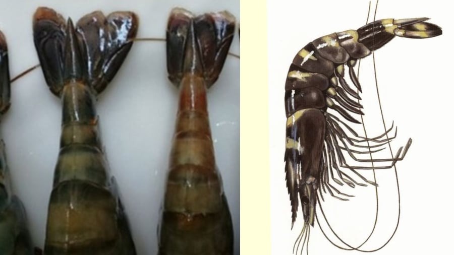 Cao thủ ẩm thực chỉ c&aacute;ch chọn t&ocirc;m tươi: Chỉ cần nh&igrave;n m&agrave;u v&agrave; đu&ocirc;i l&agrave; biết- Ảnh 2.