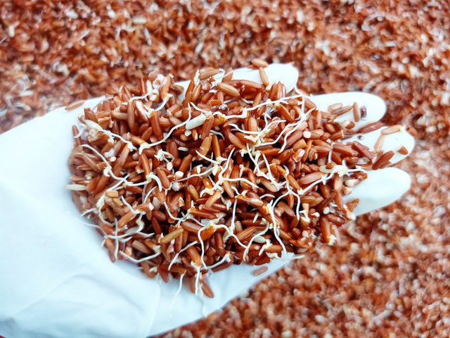 Hạt nảy mầm có thực sự vô hại? Ăn vào có thể làm tan cục máu đông như lời đồn lan truyền trên mạng? Sự thật khiến nhiều người bất ngờ- Ảnh 3. Hạt nảy mầm có thực sự vô hại? Ăn vào có thể làm tan cục máu đông như lời đồn lan truyền trên mạng? Sự thật khiến nhiều người bất ngờ- Ảnh 3.