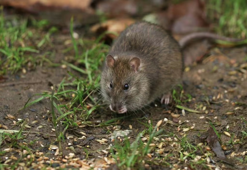 - Ảnh 1. - Ảnh 1.