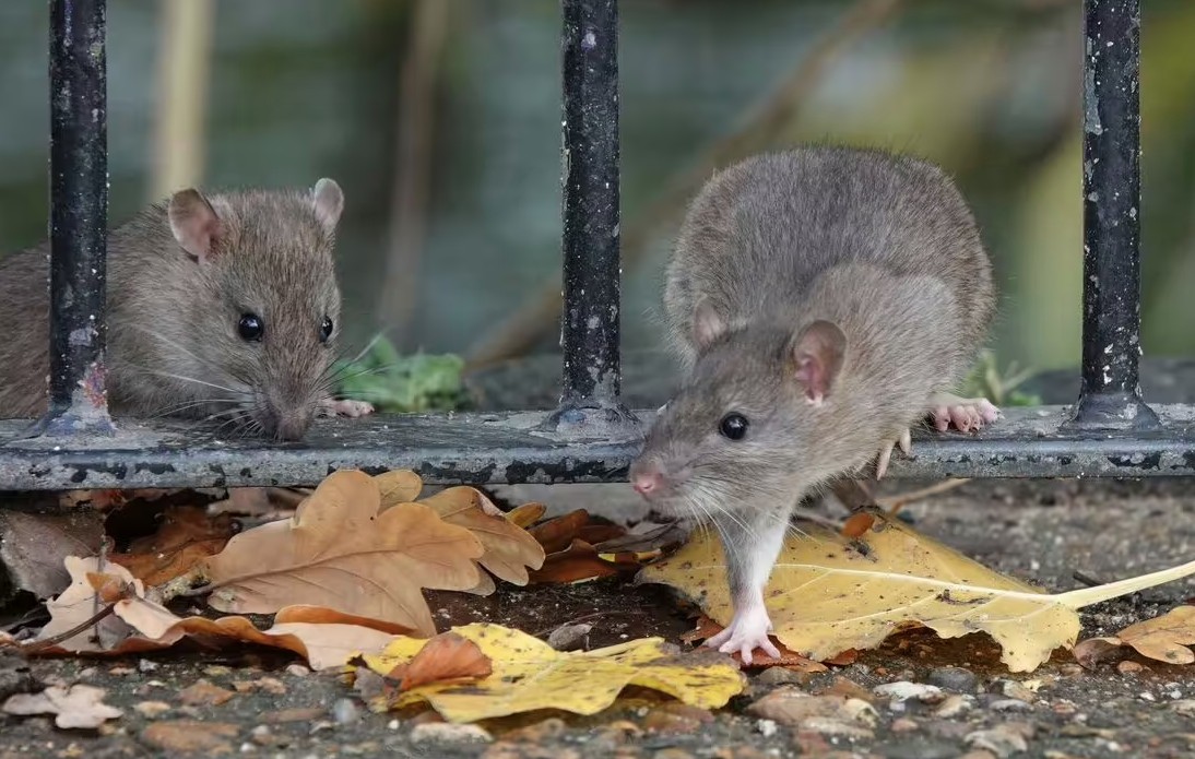 - Ảnh 2. - Ảnh 2.