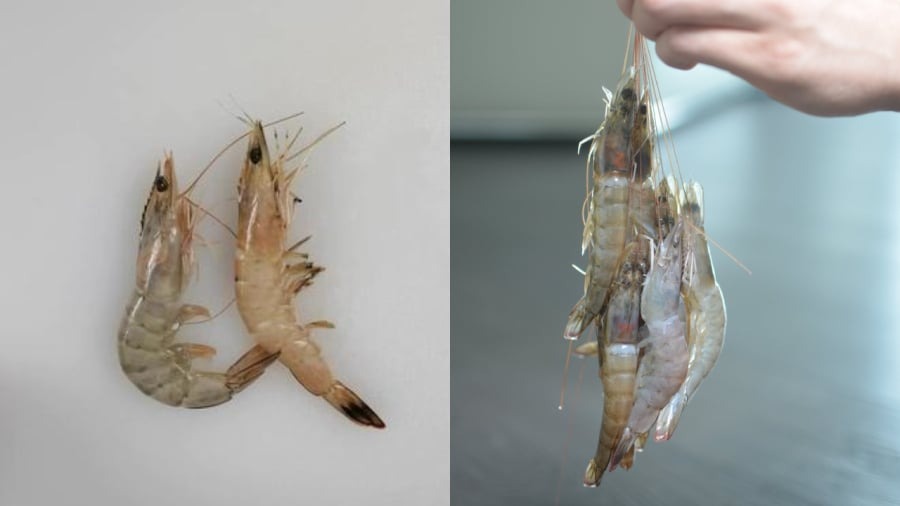 Mẹo "xương m&aacute;u" ph&acirc;n biệt t&ocirc;m nu&ocirc;i v&agrave; t&ocirc;m tự nhi&ecirc;n, người b&aacute;n &iacute;t khi tiết lộ- Ảnh 2.