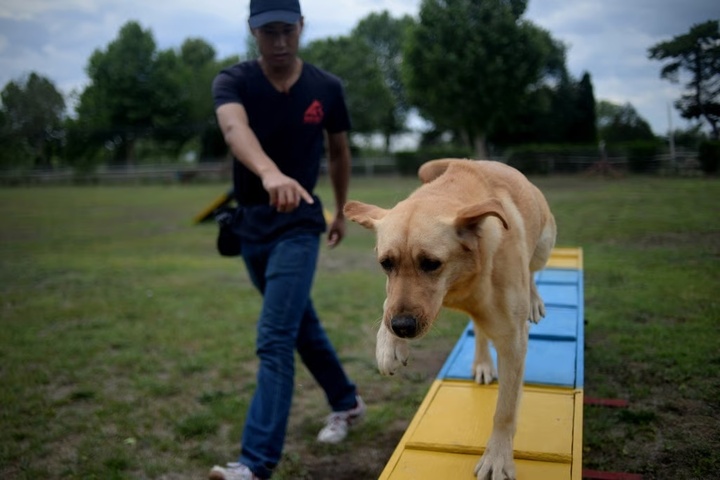 C&ocirc; g&aacute;i chi 45 triệu đồng/th&aacute;ng cho ch&oacute; đi học g&acirc;y tranh c&atilde;i - Ảnh 2.