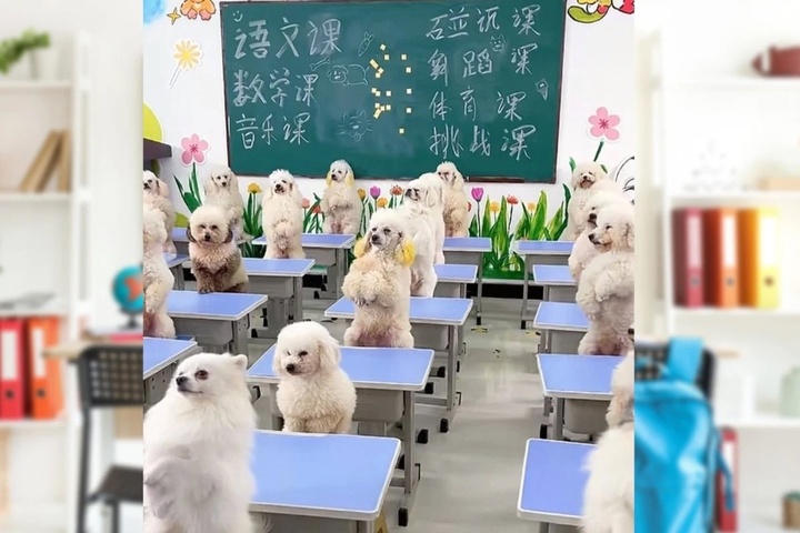 C&ocirc; g&aacute;i chi 45 triệu đồng/th&aacute;ng cho ch&oacute; đi học g&acirc;y tranh c&atilde;i - Ảnh 1.