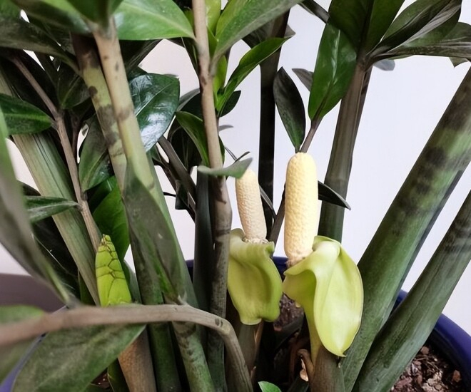 5 c&acirc;y ra hoa mang lại t&agrave;i lộc v&agrave; vận may cho gia chủ - Ảnh 1.