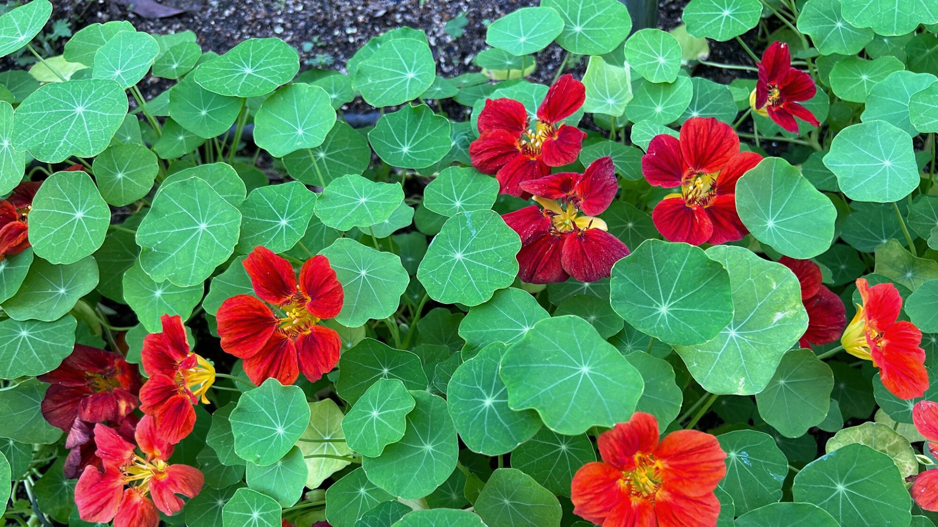 7 loại c&acirc;y c&oacute; hoa nở rực rỡ v&agrave;o m&ugrave;a h&egrave;, n&ecirc;n trồng ngay b&acirc;y giờ - Ảnh 3.