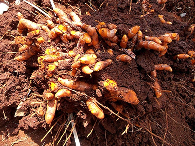 Top 7 thực phẩm thanh lọc m&aacute;u, k&iacute;ch th&iacute;ch tuần ho&agrave;n v&agrave; loại bỏ độc tố khỏi cơ thể, chợ Việt n&agrave;o cũng b&aacute;n- Ảnh 2.