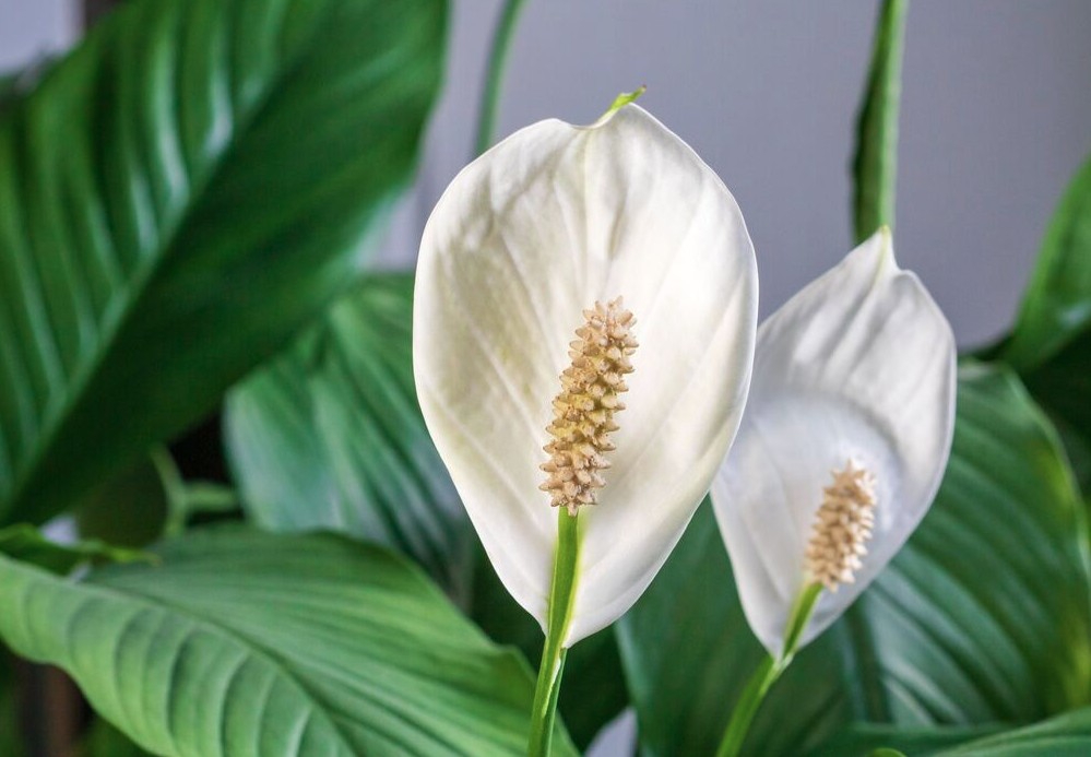 5 c&acirc;y ra hoa mang lại t&agrave;i lộc v&agrave; vận may cho gia chủ - Ảnh 2.