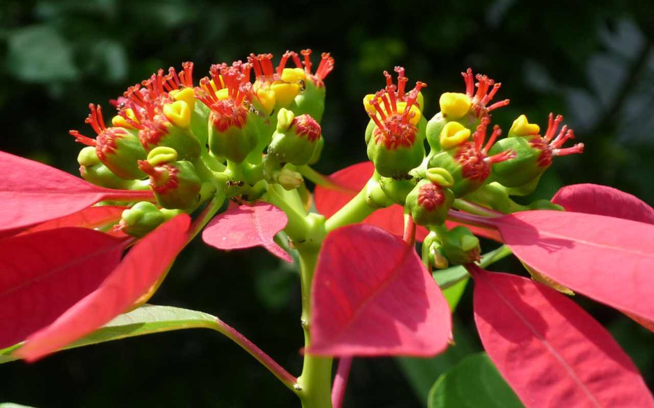 5 c&acirc;y ra hoa mang lại t&agrave;i lộc v&agrave; vận may cho gia chủ - Ảnh 5.