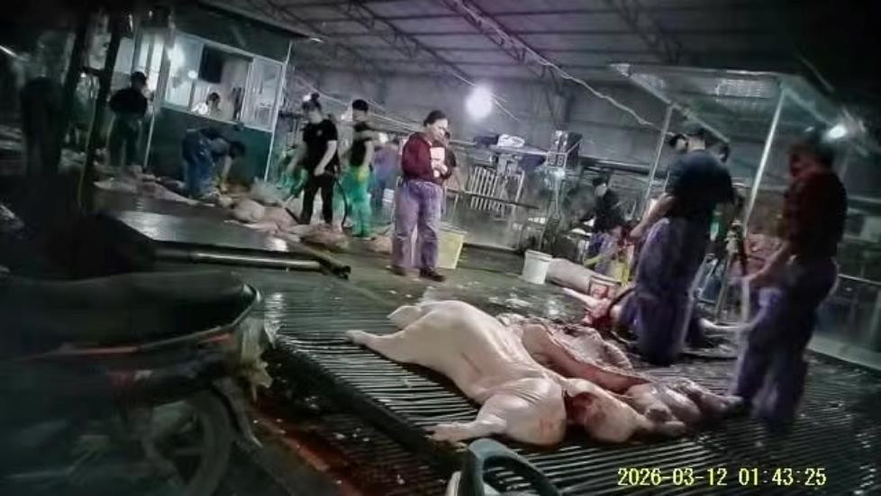 Vụ 300 tấn thịt lợn bệnh: Bất ngờ lời "k&ecirc;u oan" của c&ocirc;ng ty trực tiếp đưa heo bệnh v&agrave;o c&aacute;c trường học - Ảnh 4.