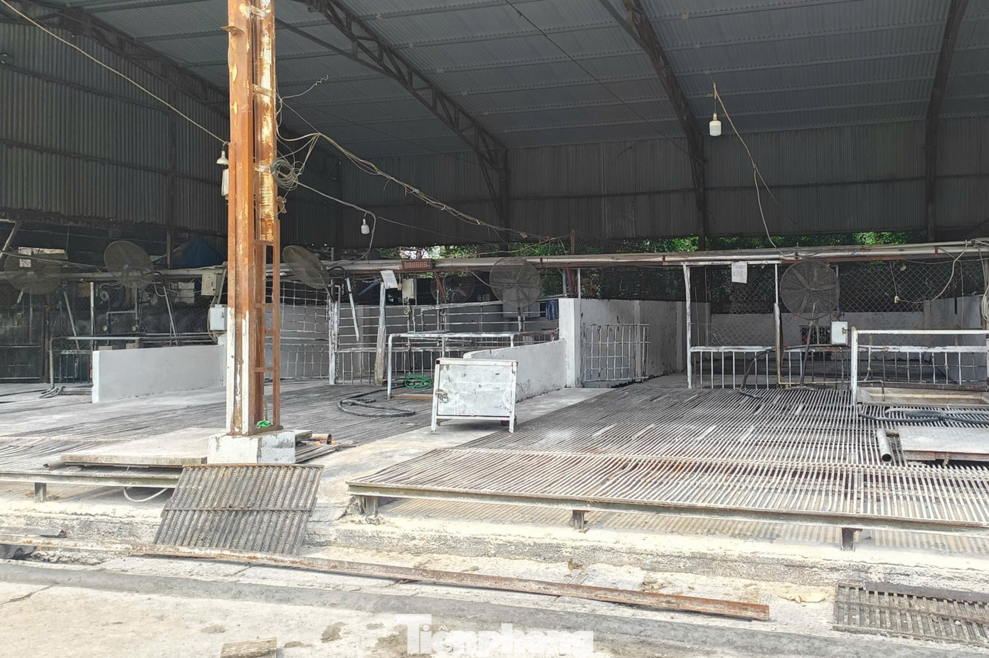 Vụ ti&ecirc;u thụ lợn bệnh ở H&agrave; Nội: Điều tra Vi phạm an to&agrave;n thực phẩm 2026 - Ảnh 2.