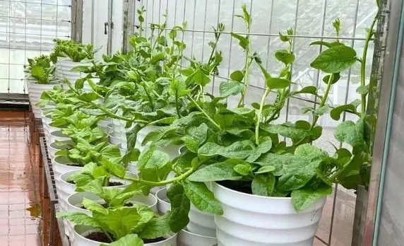 3 loại rau n&ecirc;n trồng ngay trong m&ugrave;a h&egrave;: Xanh tốt, 15 ng&agrave;y c&oacute; rau ăn - Ảnh 1.