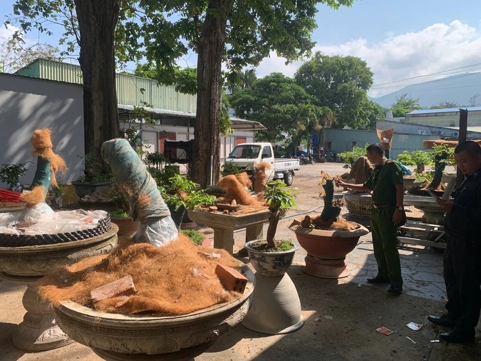 Vụ 42 c&acirc;y mai kiểng: Trồng trong vườn nh&agrave; v&igrave; sao vẫn bị tịch thu? - Ảnh 1.