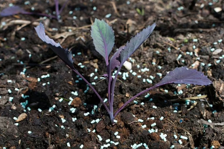 vien nen len 1775808872817 17758088735142082619657