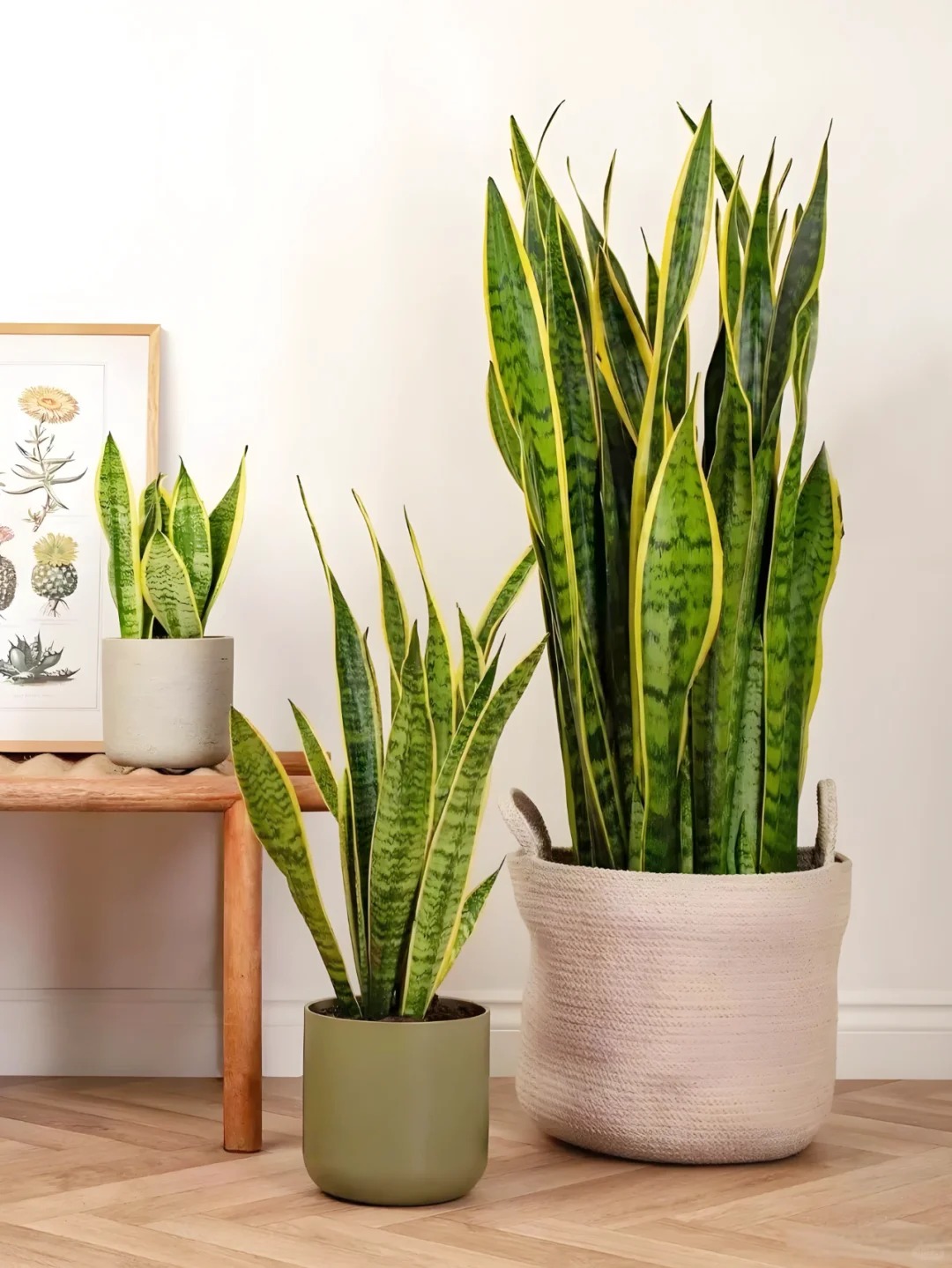 6 Lọai cây lọc không khí tốt nhất theo NASA cho mùa hè 2026 ở Việt Nam - Ảnh 1. 6 Lọai cây lọc không khí tốt nhất theo NASA cho mùa hè 2026 ở Việt Nam - Ảnh 1.