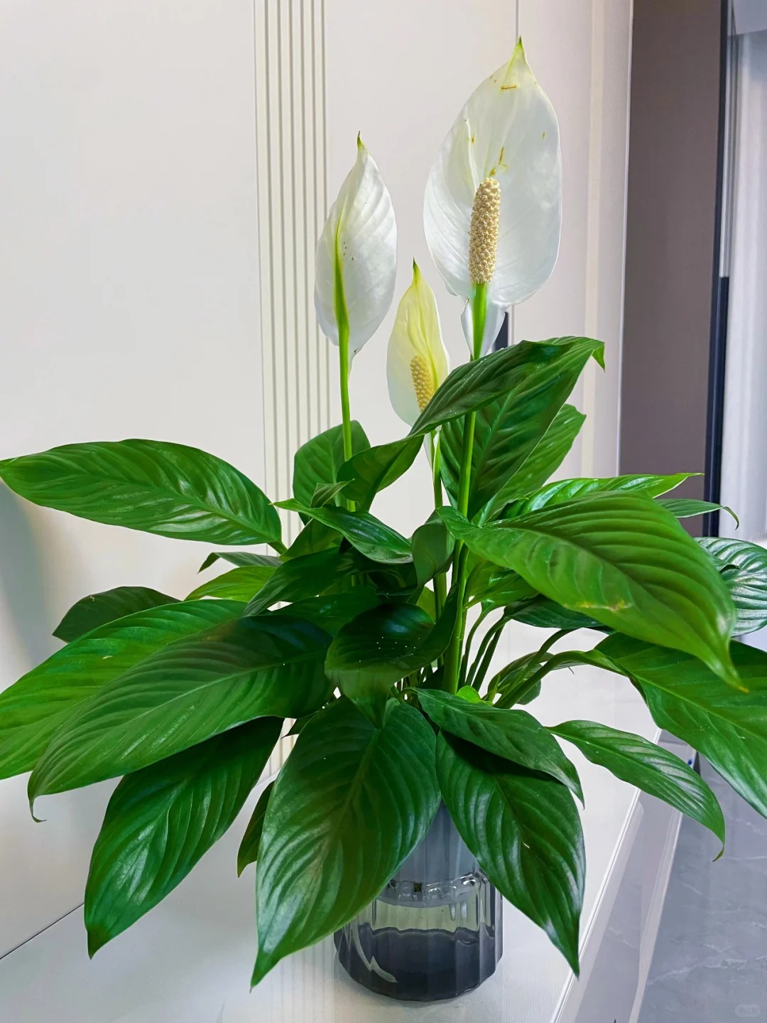 6 Lọai cây lọc không khí tốt nhất theo NASA cho mùa hè 2026 ở Việt Nam - Ảnh 3. 6 Lọai cây lọc không khí tốt nhất theo NASA cho mùa hè 2026 ở Việt Nam - Ảnh 3.