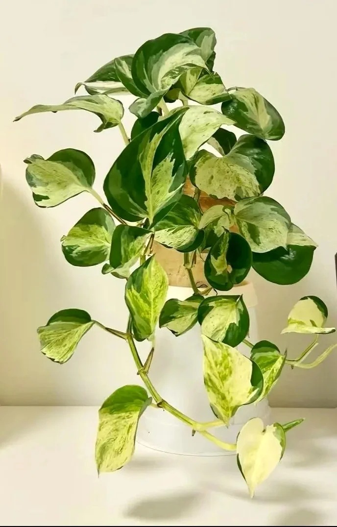 6 Lọai cây lọc không khí tốt nhất theo NASA cho mùa hè 2026 ở Việt Nam - Ảnh 5. 6 Lọai cây lọc không khí tốt nhất theo NASA cho mùa hè 2026 ở Việt Nam - Ảnh 5.