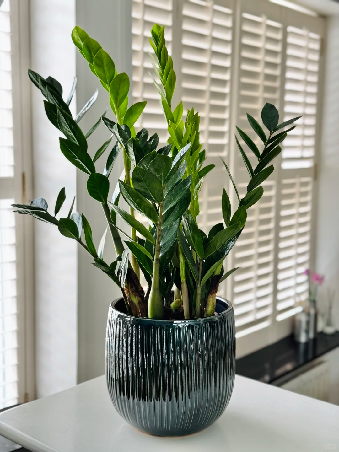 6 Lọai cây lọc không khí tốt nhất theo NASA cho mùa hè 2026 ở Việt Nam - Ảnh 8. 6 Lọai cây lọc không khí tốt nhất theo NASA cho mùa hè 2026 ở Việt Nam - Ảnh 8.