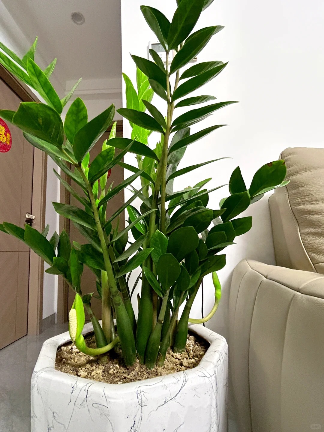 6 Lọai cây lọc không khí tốt nhất theo NASA cho mùa hè 2026 ở Việt Nam - Ảnh 9. 6 Lọai cây lọc không khí tốt nhất theo NASA cho mùa hè 2026 ở Việt Nam - Ảnh 9.