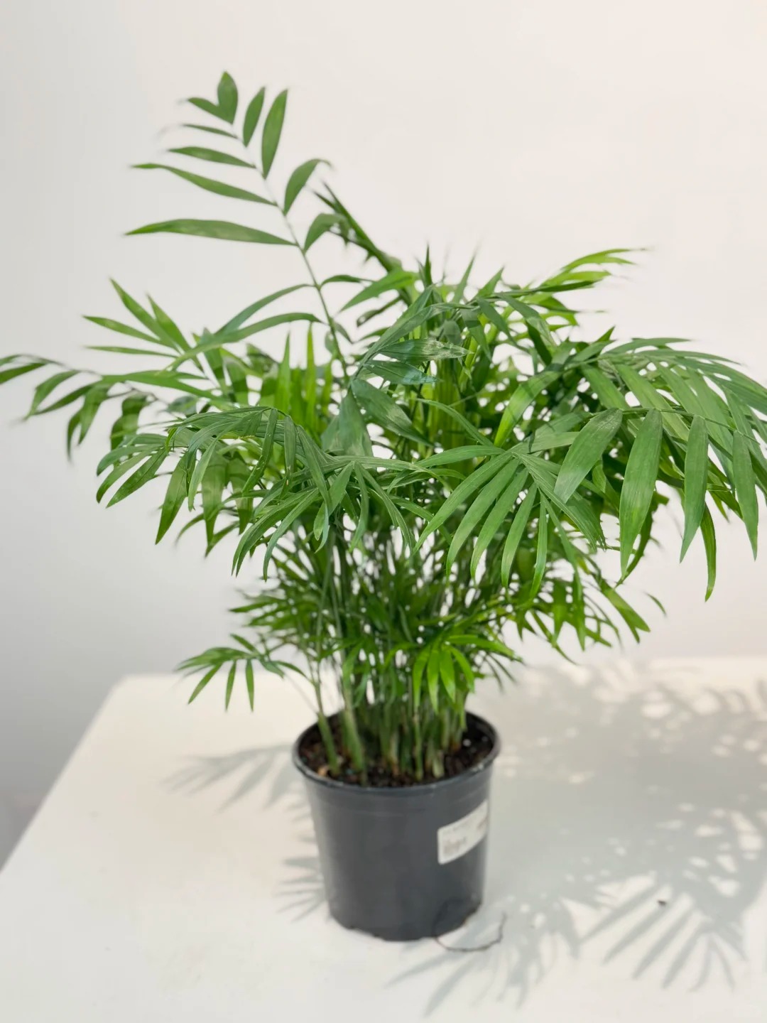 6 Lọai cây lọc không khí tốt nhất theo NASA cho mùa hè 2026 ở Việt Nam - Ảnh 12. 6 Lọai cây lọc không khí tốt nhất theo NASA cho mùa hè 2026 ở Việt Nam - Ảnh 12.