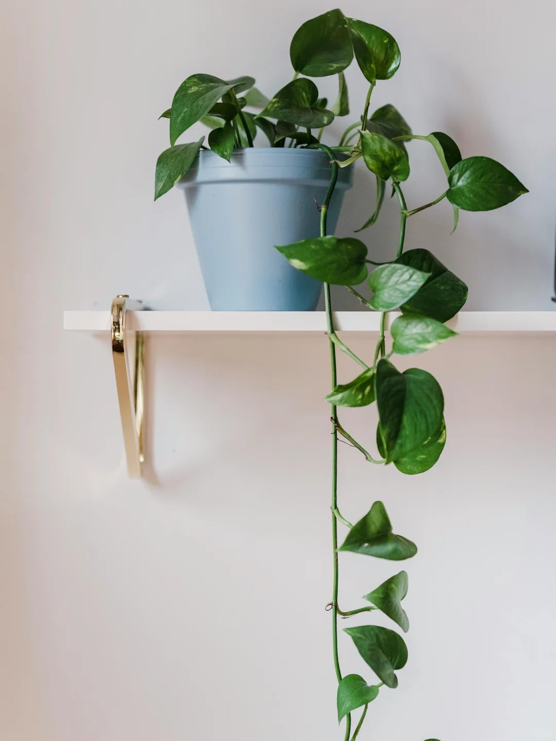 6 Lọai cây lọc không khí tốt nhất theo NASA cho mùa hè 2026 ở Việt Nam - Ảnh 7. 6 Lọai cây lọc không khí tốt nhất theo NASA cho mùa hè 2026 ở Việt Nam - Ảnh 7.